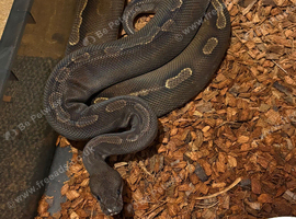 Reduced royal pythons different morphs