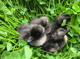 Cayuga ducklings