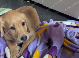 Labrador