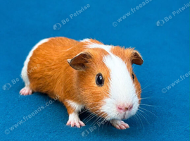 Gorgeous guinea pig boys