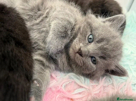 BEAUTIFUL Scottish Fold Kittens 8 JUNE 2 left