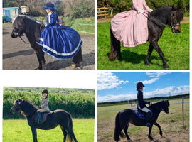 Dolly Dartmoor 12.2 pony