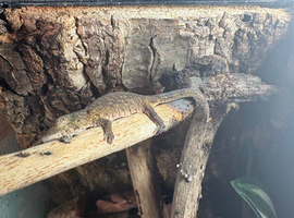 Bauers Chameleon Geckos