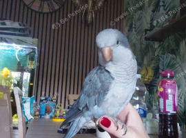 Beautifull tamed boy called Cookie