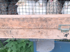 Quails