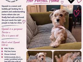 Squeak- mix breed terrier