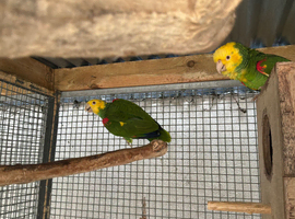 Breeding pair of Double yellow head Amazons with Cities