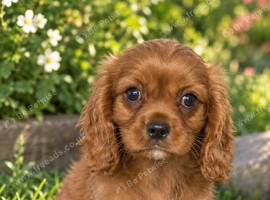 Kc cavalier baby&rsquo;s ready now.
