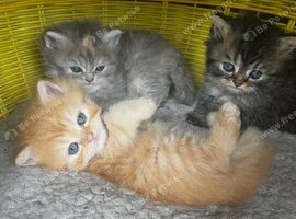 Persian kittens