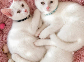 Turkish Angora