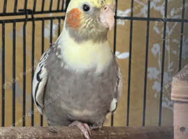 3 cockatiels for sale
