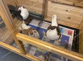 Lahore pigeons