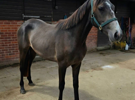 Lovely Connemara x TB filly