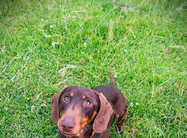 Beautiful miniature dachshund boy