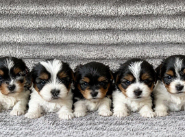Beautiful Biewer Terriers