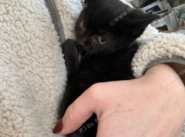 Kittens 1x black boys left