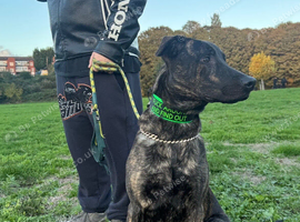 F1 Bullherder for forever home