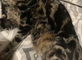 Female cat