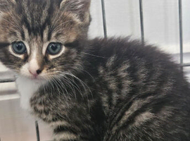 Kittens