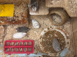 Five button quails for sale