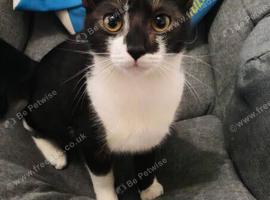 adult female spayed tuxedo
