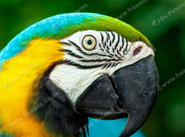 We take unwanted or problem parrots anytime if your struggling give us a shout