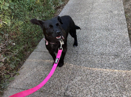 1 year old puppy for sale