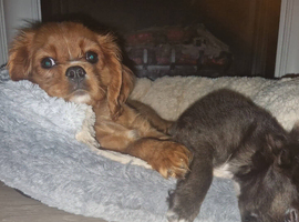 Queenie kennel club female