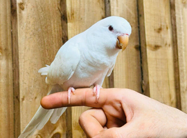 Quaker parrot