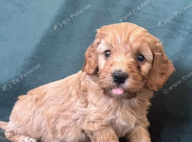 Gorgeous Cockapoo Puppies 3/4 Poodle