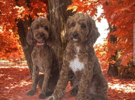 2 cavapoochons must be rehomed together