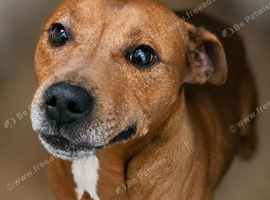 Staff cross 6year old