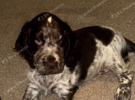 Blue roan male show spaniel