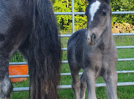 Violet Heavy, Smoky Black Filly Foal Cob to make 14.2hh