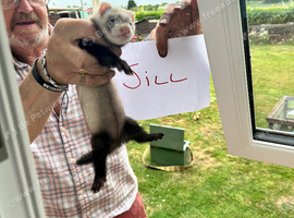 Ferret Kits for sale