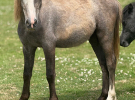 Welsh a type yearling