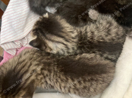 Sweet Kittens