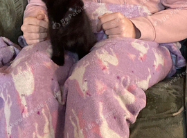 Beautiful boy kitten