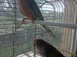 Pair of Bourke parakeets