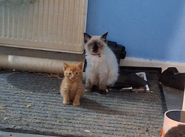 URGENT Ragdoll will consider reasonable offers