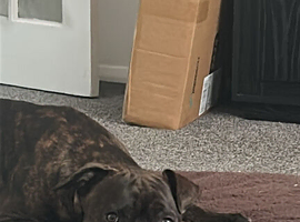 Forever home needed
