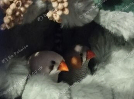5 beautiful zebra finch