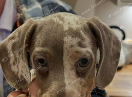 Miniature dachshund