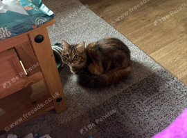 She is a wonderful cat but I need to rehome her