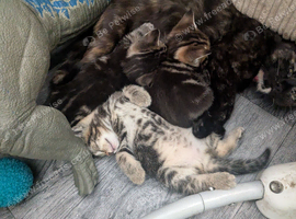 3 kittens