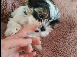 Yorkshire terrier