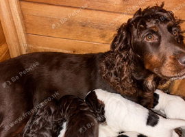 Traditional Working Cocker Spaniels