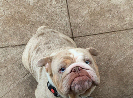 Pearl female merle English bulldog