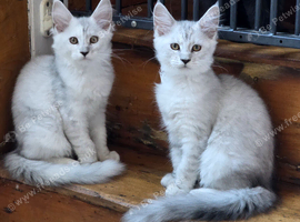 Pedigree TICA Registered Maine Coon Kittens
