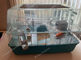 Harry needs a new home